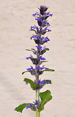 Image showing Blue bugle (Ajuga reptans)