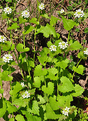 Image showing Garlic mustard (Alliaria petiolata)