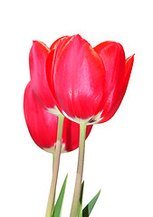 Image showing Red tulips