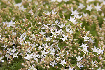 Image showing flowers