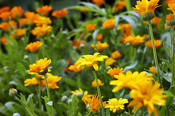 Image showing flowers