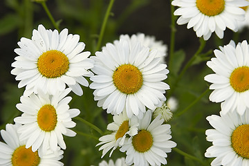 Image showing fieldflowers (camomile)