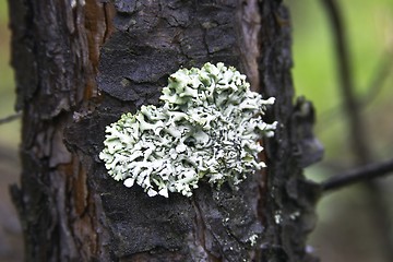 Image showing Lichen