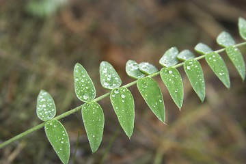 Image showing Water drop on the leaf