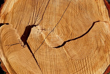 Image showing Texture of cut oak 