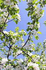 Image showing blooming apple tree branch on background of sky 