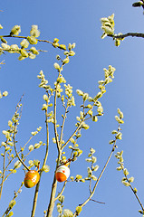 Image showing spring easter sign egg hanging pussy willow branch 