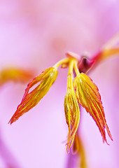 Image showing japanese maple in spring