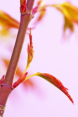 Image showing japanese maple in spring