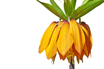 Image showing crown imperial, Fritillaria imperialis