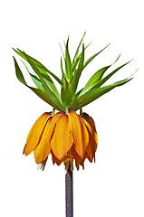 Image showing crown imperial, Fritillaria imperialis