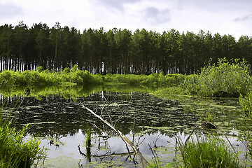 Image showing swamp