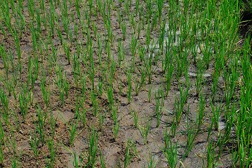 Image showing rice plant