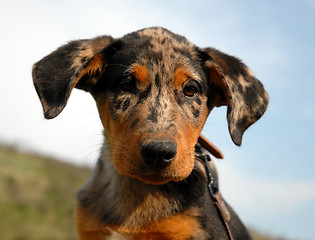 Image showing puppy beauceron