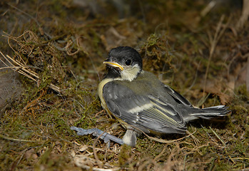 Image showing young coal tit 