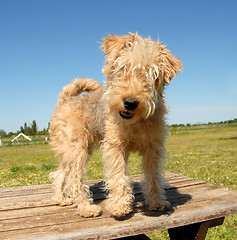 Image showing lakeland terrier