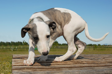 Image showing puppy whippet