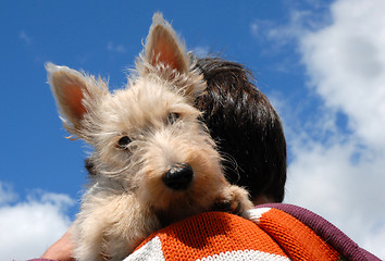 Image showing puppy scottish terrier