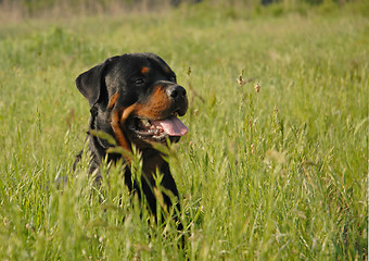 Image showing rottweiler