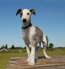 Image showing puppy whippet