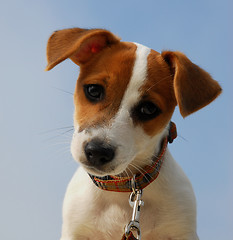 Image showing puppy jack russel terrier