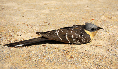 Image showing Great Spotted Cuckoo