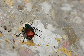 Image showing Coleoptera 