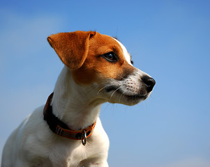 Image showing puppy jack russel terrier