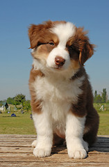 Image showing puppy australian shepherd