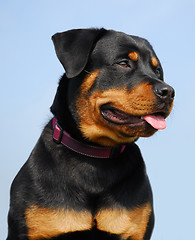 Image showing rottweiler