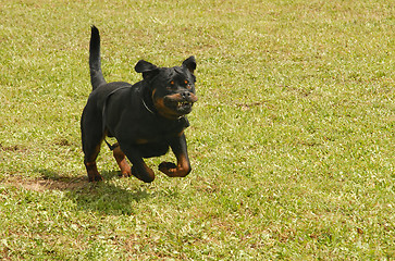 Image showing running rottweiler