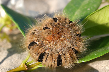 Image showing caterpillar