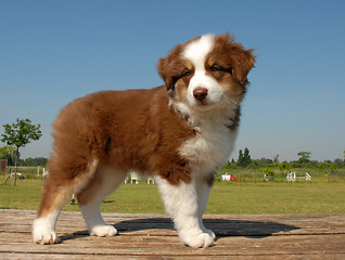 Image showing puppy australian shepherd