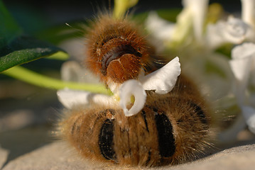 Image showing caterpillar