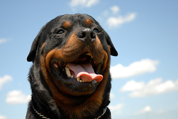 Image showing rottweiler