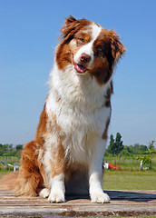 Image showing australian shepherd