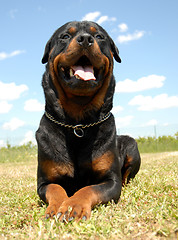 Image showing rottweiler