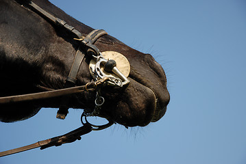 Image showing bit and head of horse