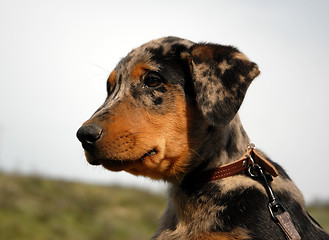 Image showing puppy beauceron