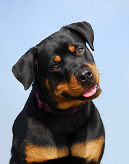 Image showing rottweiler