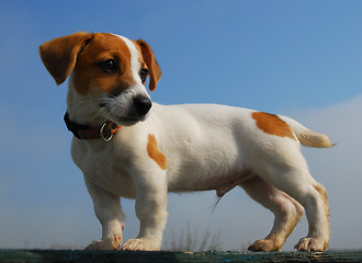 Image showing puppy jack russel terrier