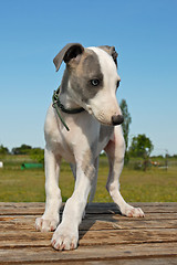 Image showing puppy whippet