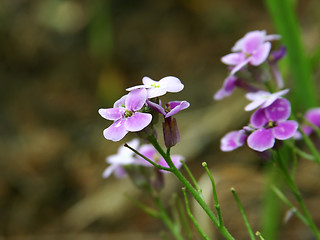 Image showing wildflower