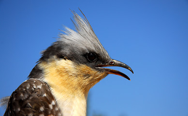 Image showing Great Spotted Cuckoo