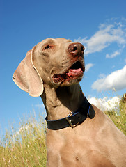 Image showing weimaraner