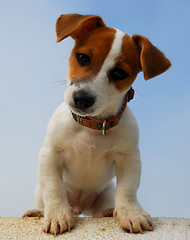 Image showing puppy jack russel terrier