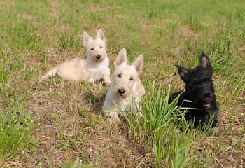 Image showing puppies scottish terrier