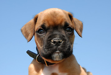 Image showing puppy boxer