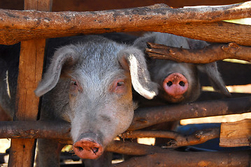 Image showing pork