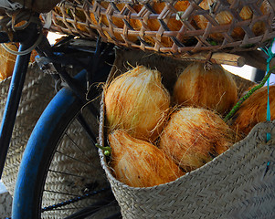 Image showing coconut